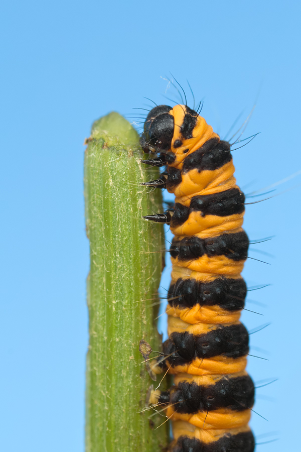 Cinnabar Moth Caterpillar 2